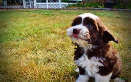 Havapoo dogs for sale: Juliet - Image 8