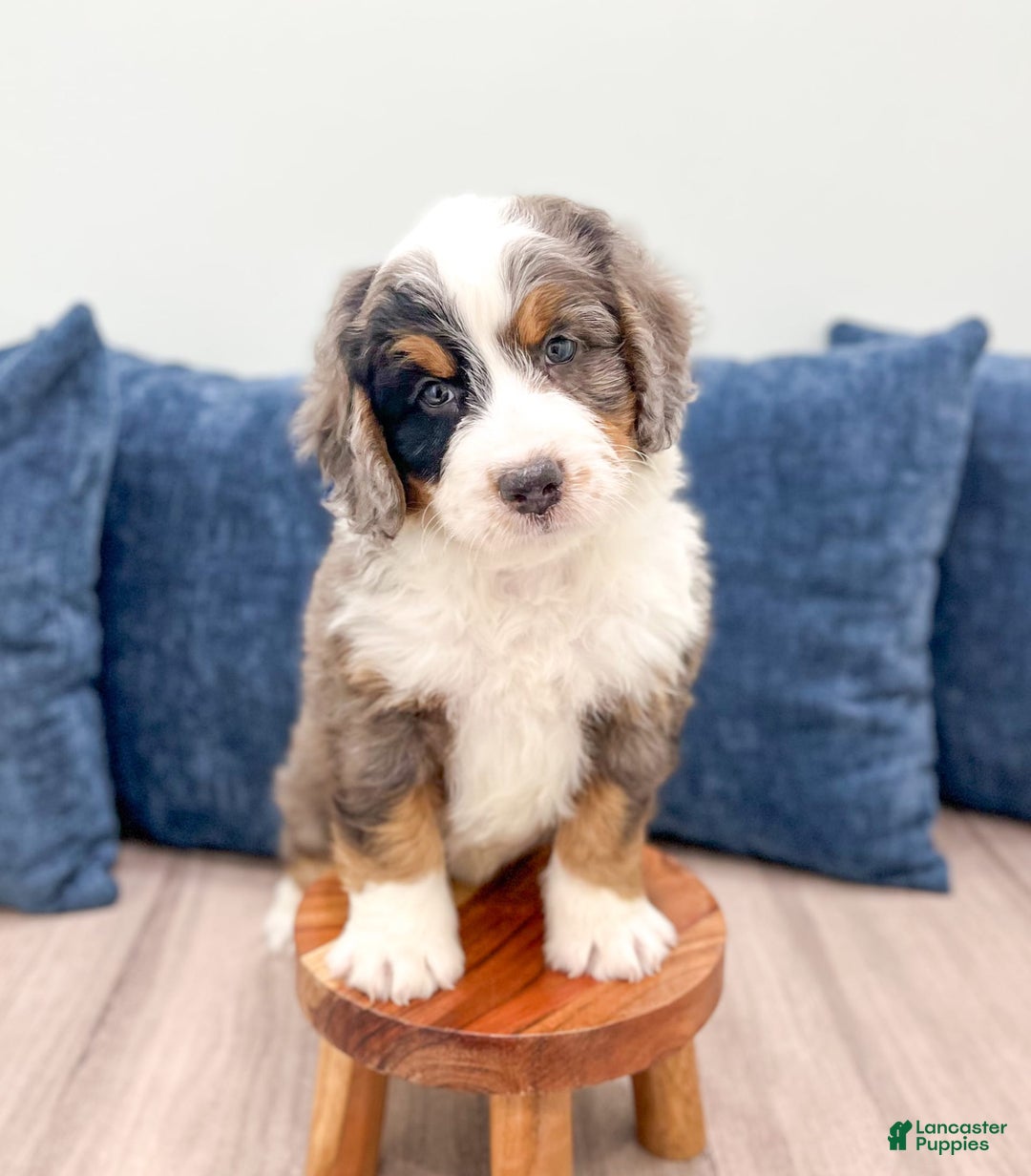 Mini Bernedoodle dogs for sale: Milo - Image 6