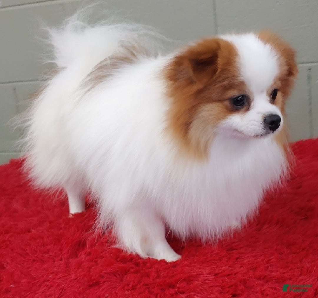 Pomeranian dogs for sale: Cosmo - Image 4