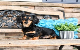 Miniature Dachshund dogs for sale: Midnight - Image 6