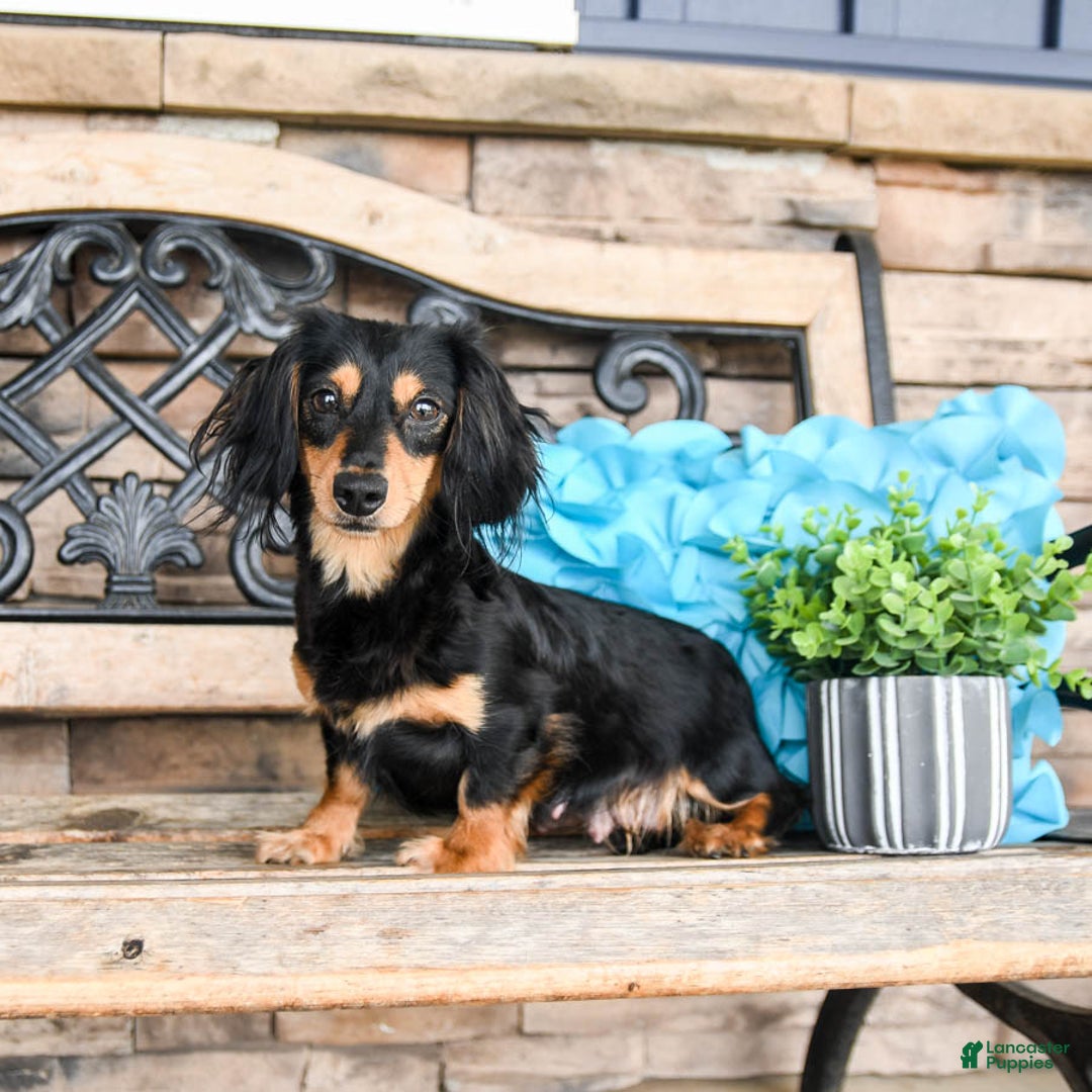 Miniature Dachshund dogs for sale: Midnight - Image 6