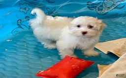 Havanese dogs for sale: Helen - Image 14