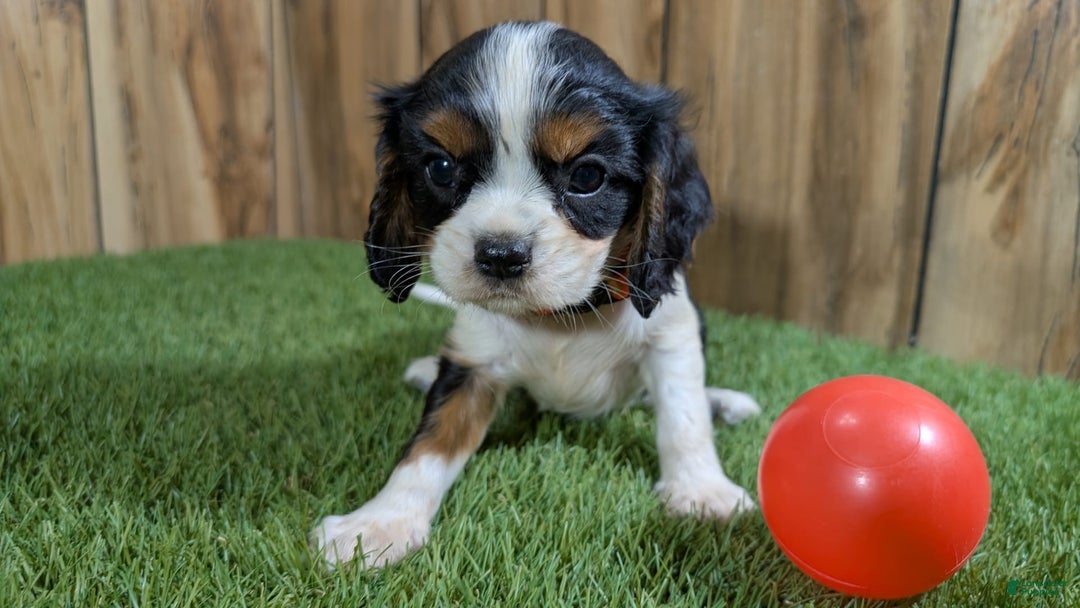 Cavalier King Charles Spaniel dogs for sale: Stardust Girl 2 - Image 3