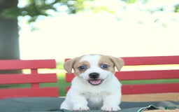 Jack Russell Terrier dogs for sale: Ranger - Image 11