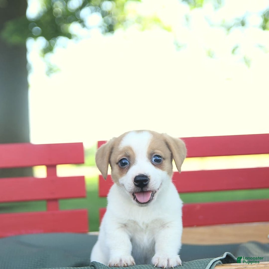 Jack Russell Terrier dogs for sale: Ranger - Image 11