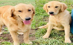 Golden Retriever dogs for sale: Gunther - Image 33