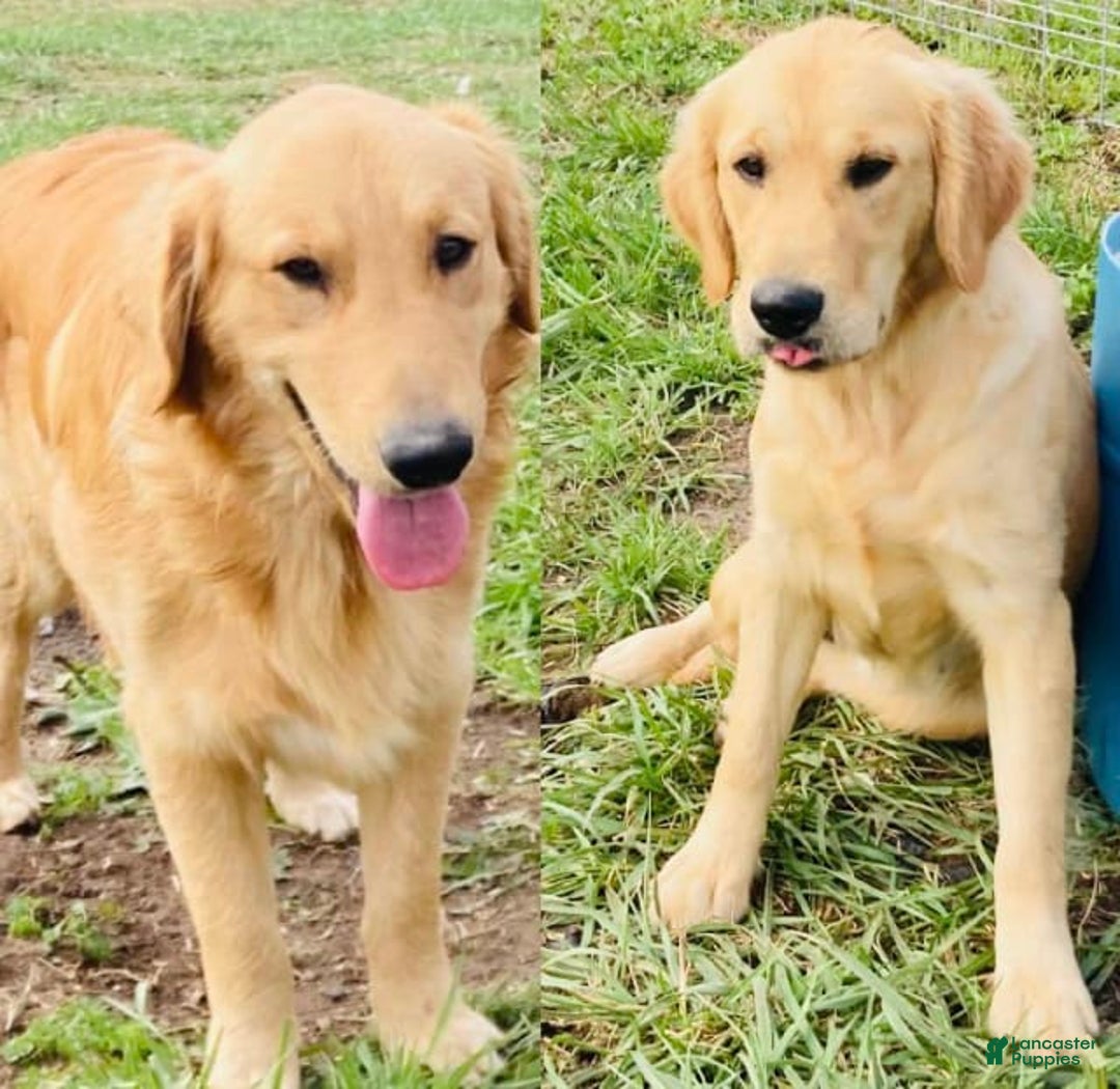 Golden Retriever dogs for sale: Gunther - Image 33