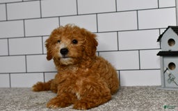Mini Goldendoodle dogs for sale: Lucy - Image 11