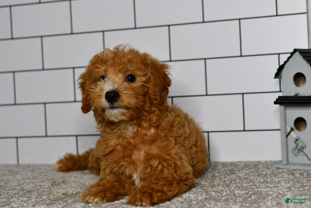 Mini Goldendoodle dogs for sale: Lucy - Image 11