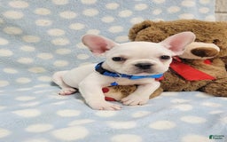 French Bulldog dogs for sale: Fido - Image 24