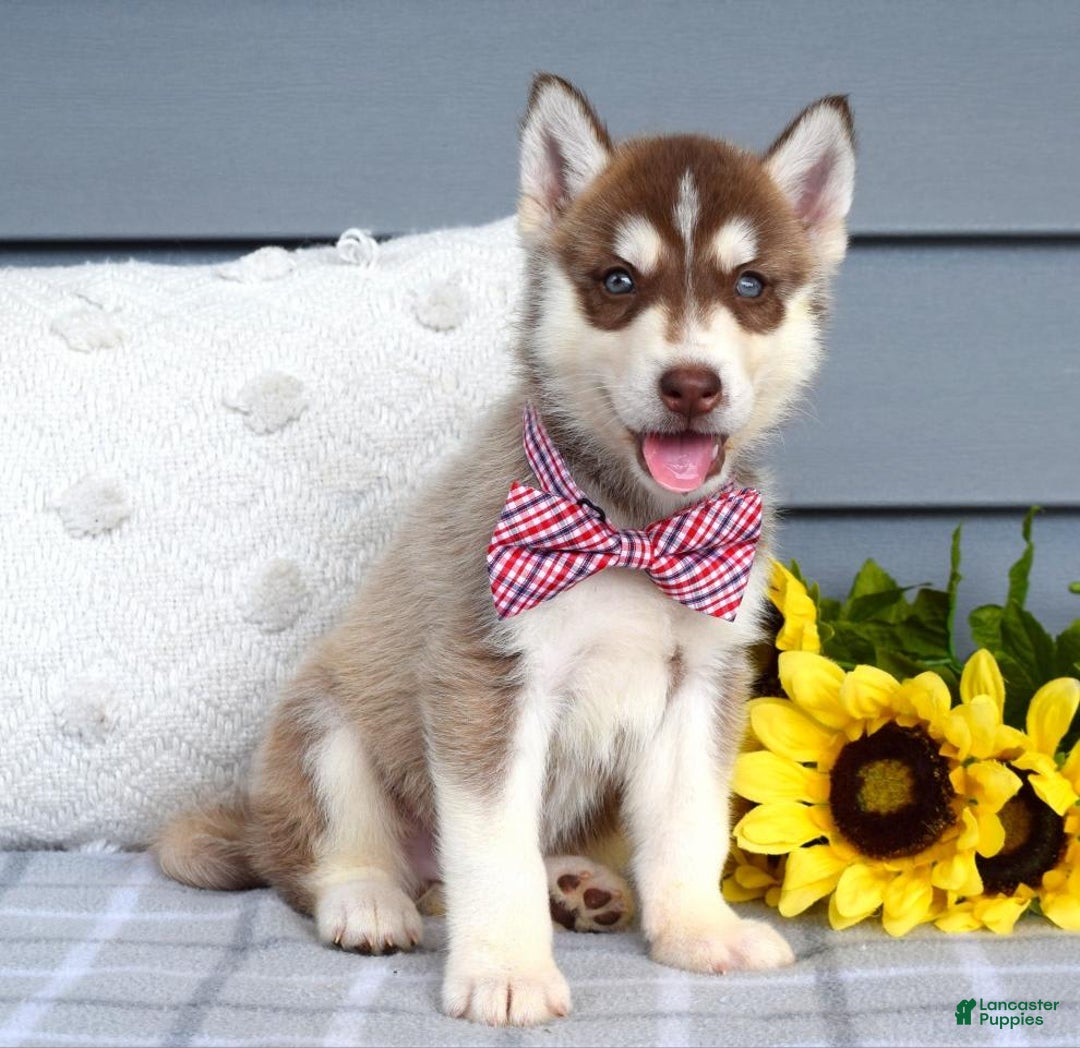 Siberian Husky dogs for sale: Cooper - Image 3