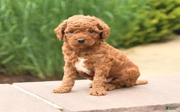 Cockapoo dogs for sale: Mickey - Image 3