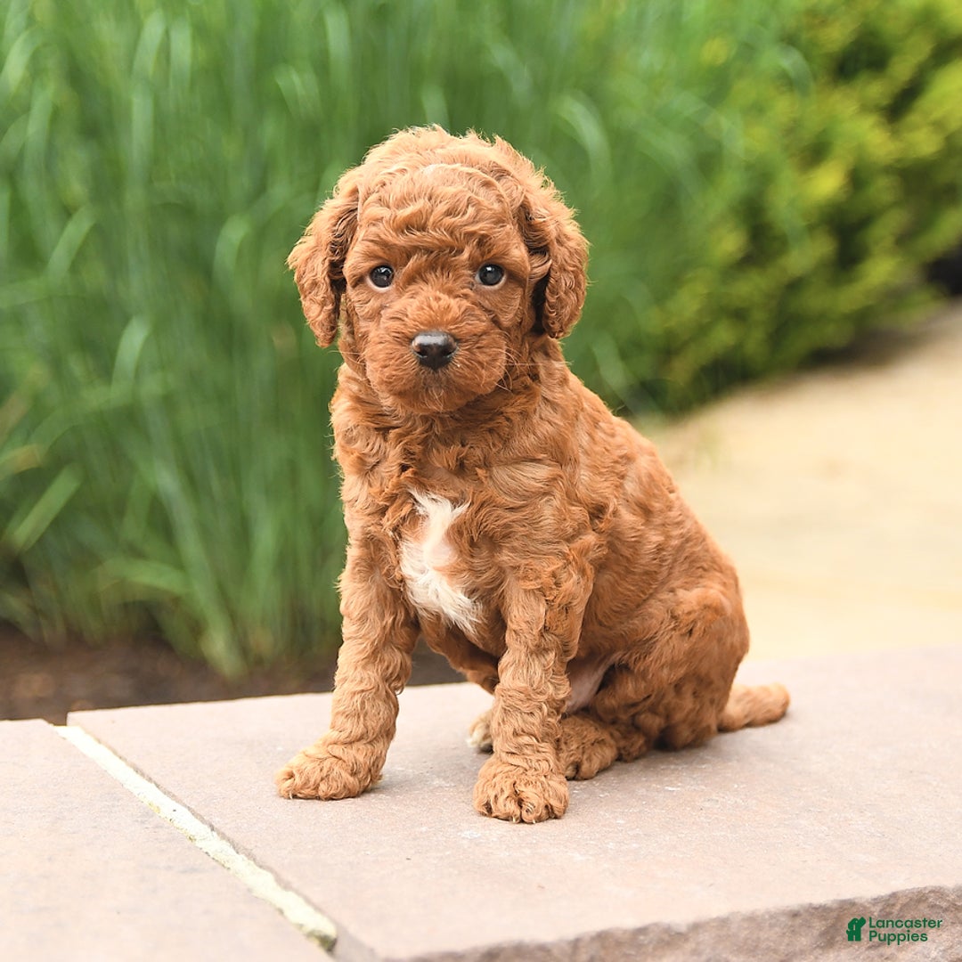 Cockapoo dogs for sale: Mickey - Image 3