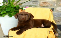Labrador Retriever dogs for sale: Labrador Retriever 4 puppies - Image 11