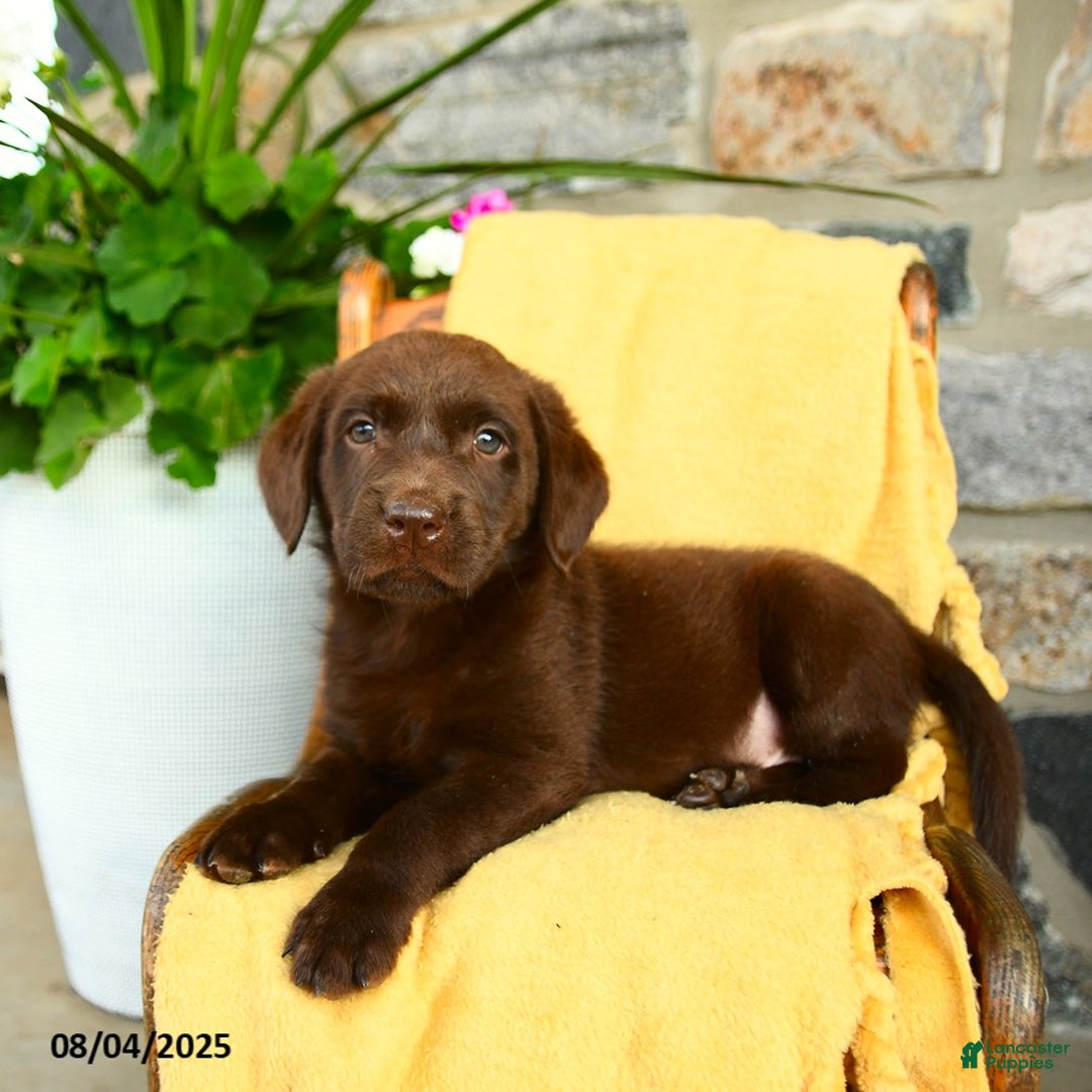 Labrador Retriever dogs for sale: Labrador Retriever 4 puppies - Image 11