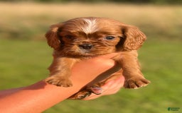 Cavalier King Charles Spaniel dogs for sale: Lincoln - Image 4