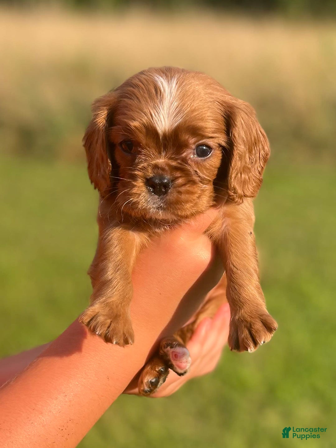 Cavalier King Charles Spaniel dogs for sale: Lincoln - Image 4
