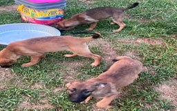 German Shepherd dogs for sale: Daisy - Image 6