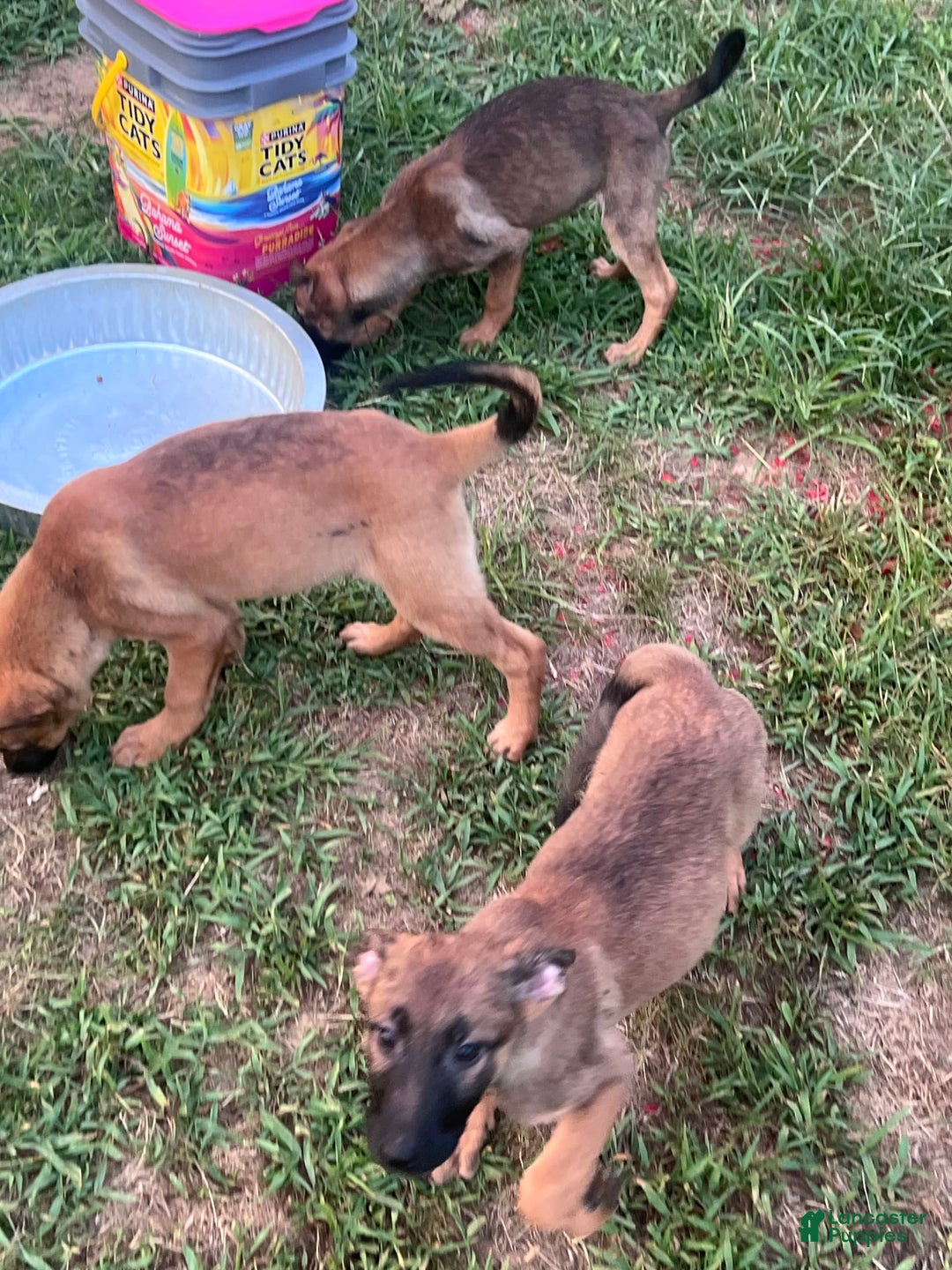 German Shepherd dogs for sale: Daisy - Image 6
