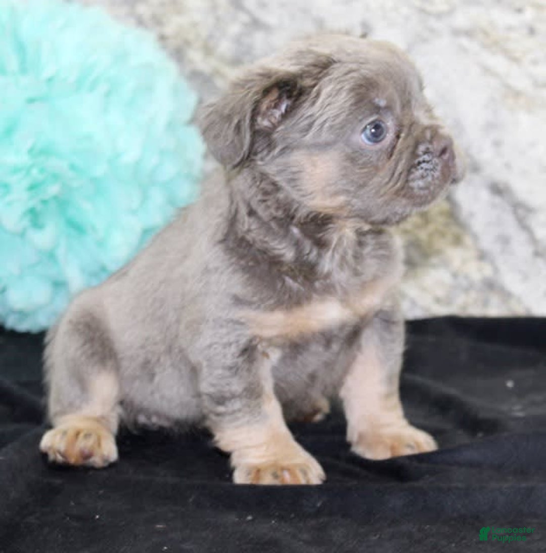 French Bulldog dogs for sale: Marline - Image 7