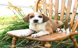 Beagle dogs for sale: Leo - Image 1