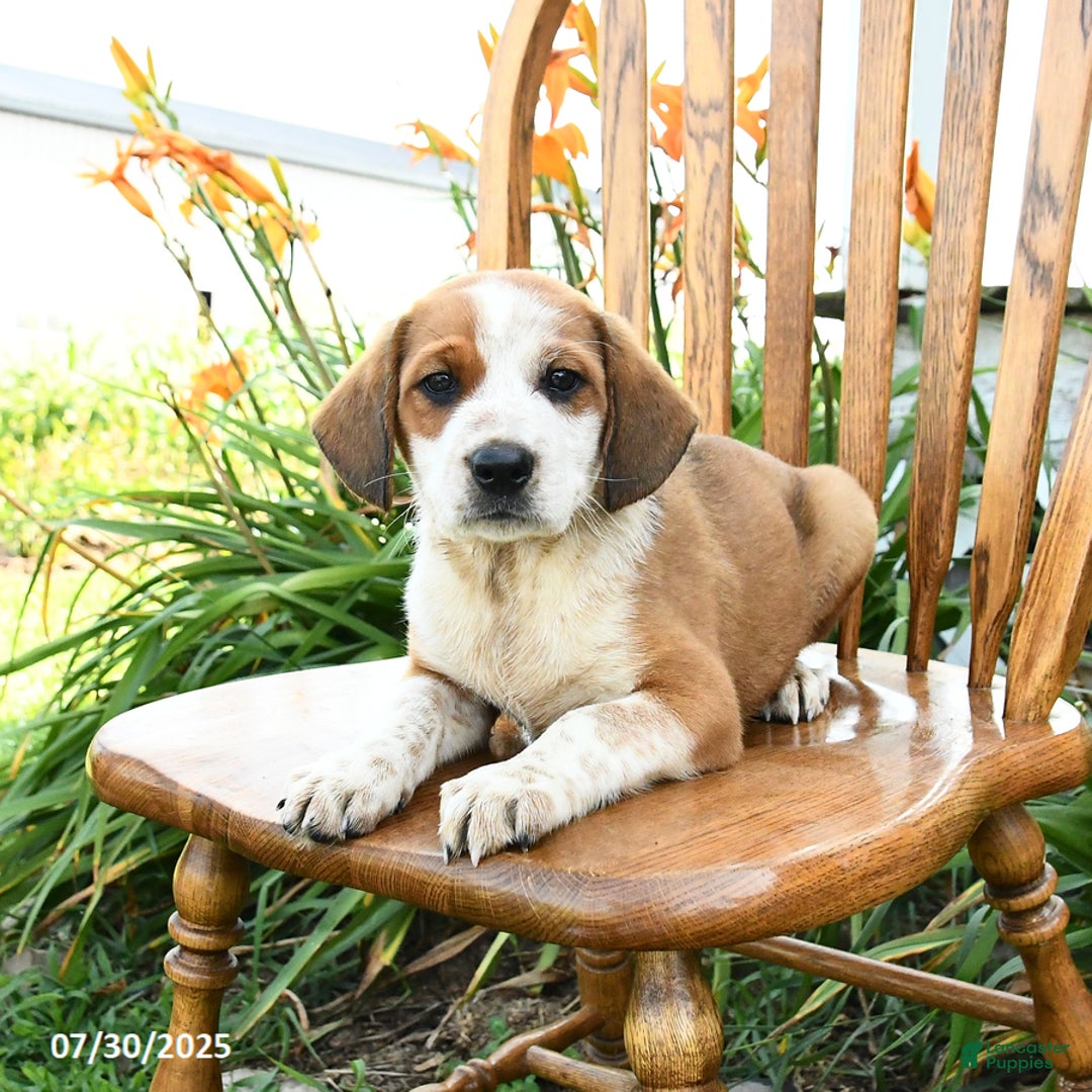 Beagle dogs for sale: Leo - Image 1