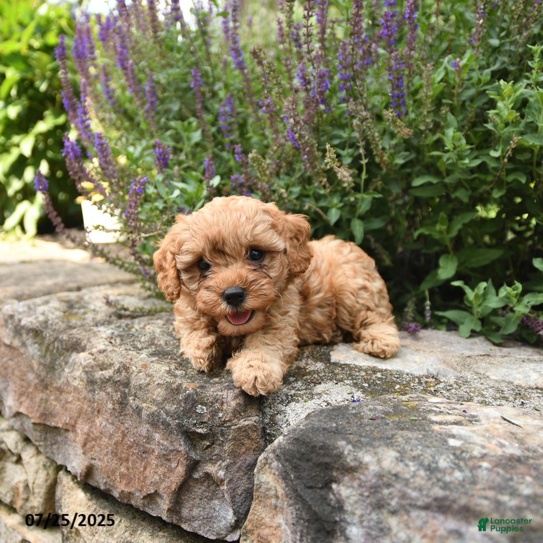 Cavapoo dogs for sale: Riley - Image 1