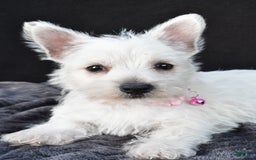 West Highland Terrier dogs for sale: Oona - Image 2