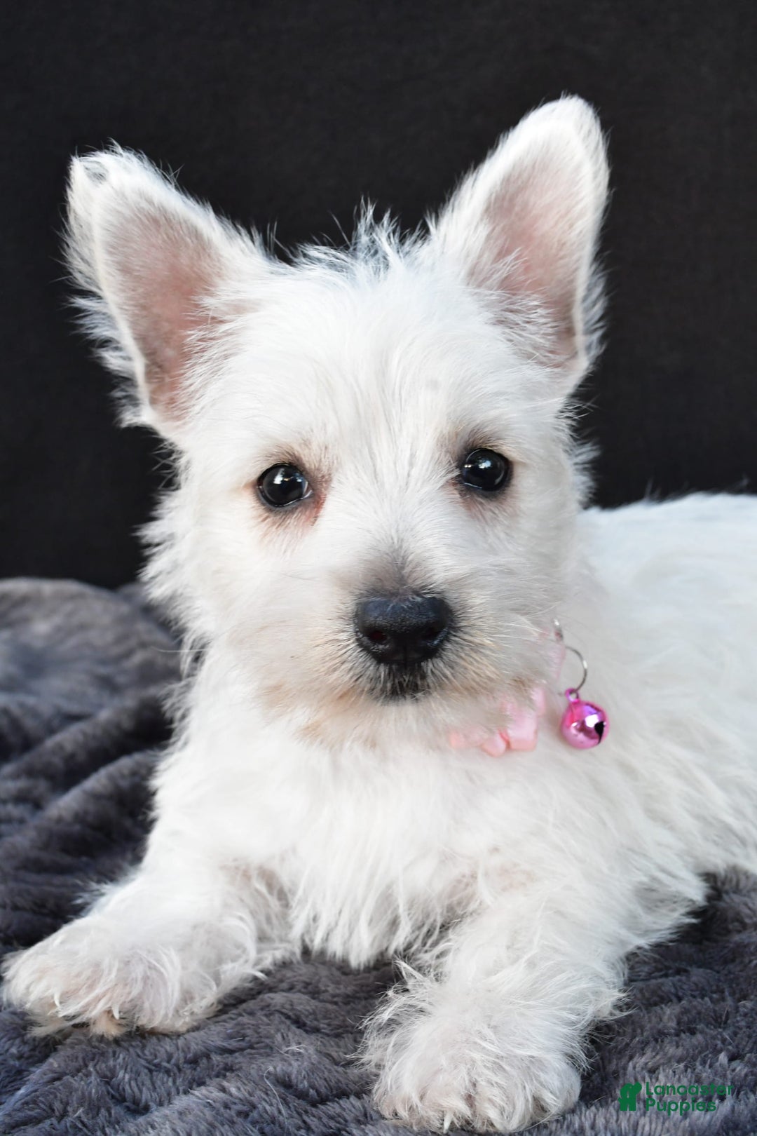 West Highland Terrier dogs for sale: Oona - Image 2