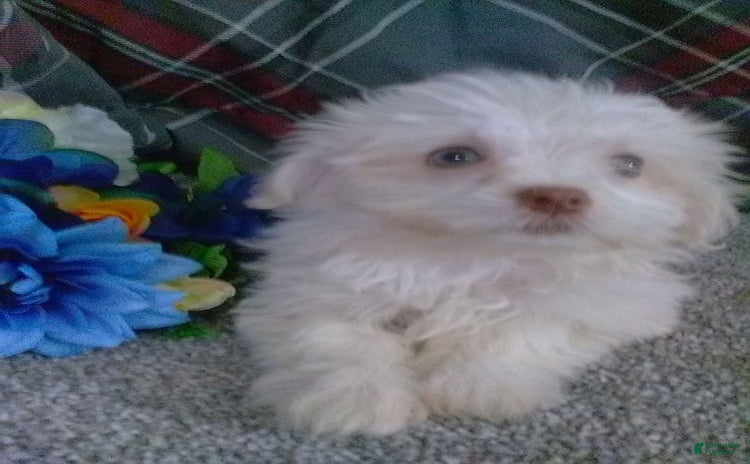 Maltese dogs for sale - Ad 5