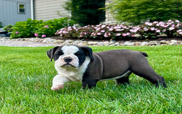 English Bulldog dogs for sale: Sawyer - Image 4