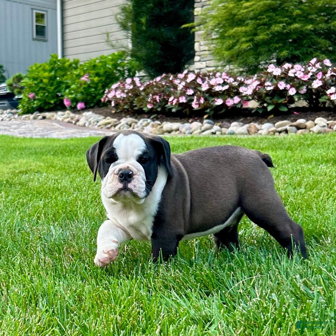English Bulldog dogs for sale: Sawyer - Image 4