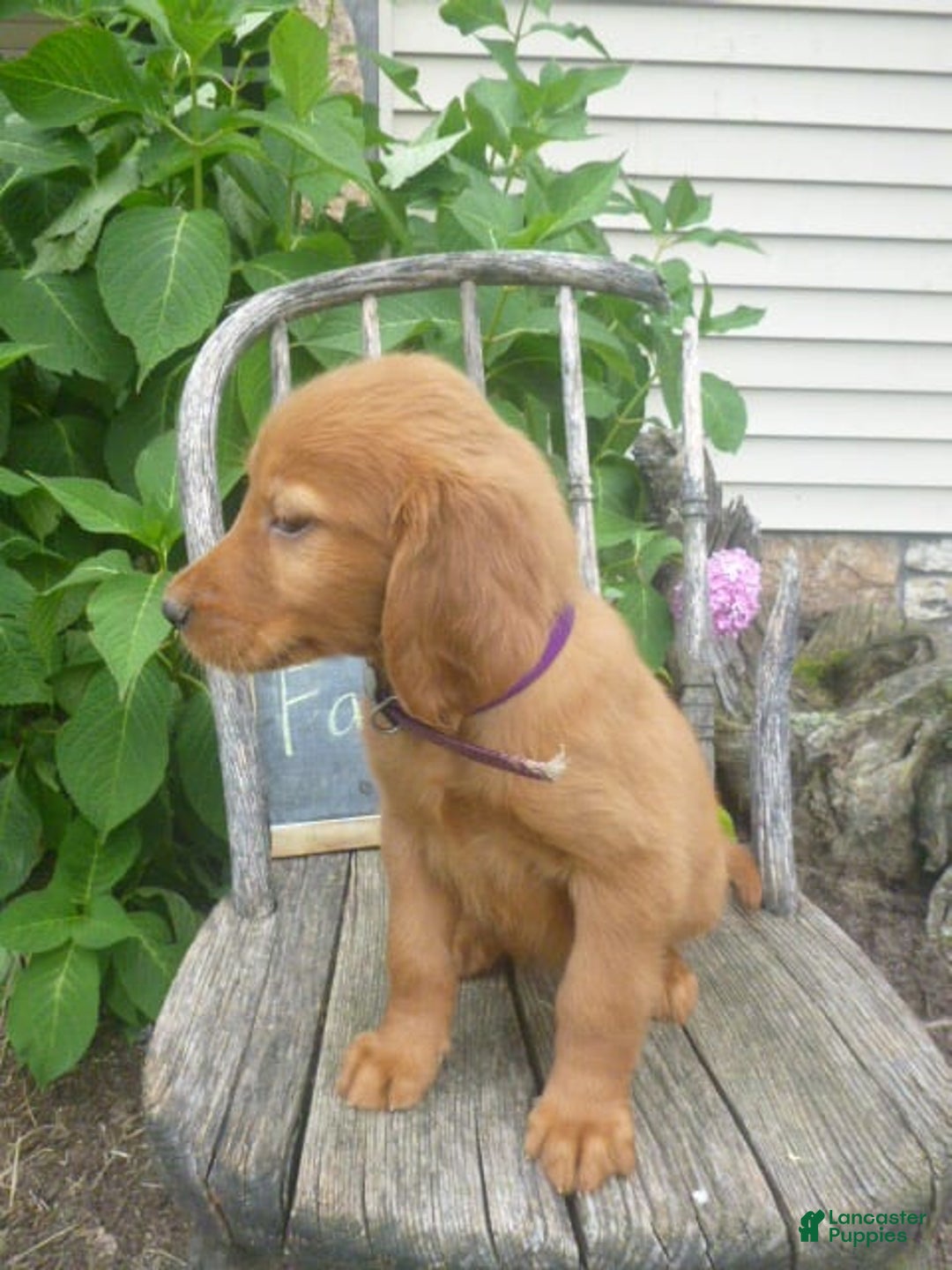 Golden Retriever dogs for sale: Faline - Image 4