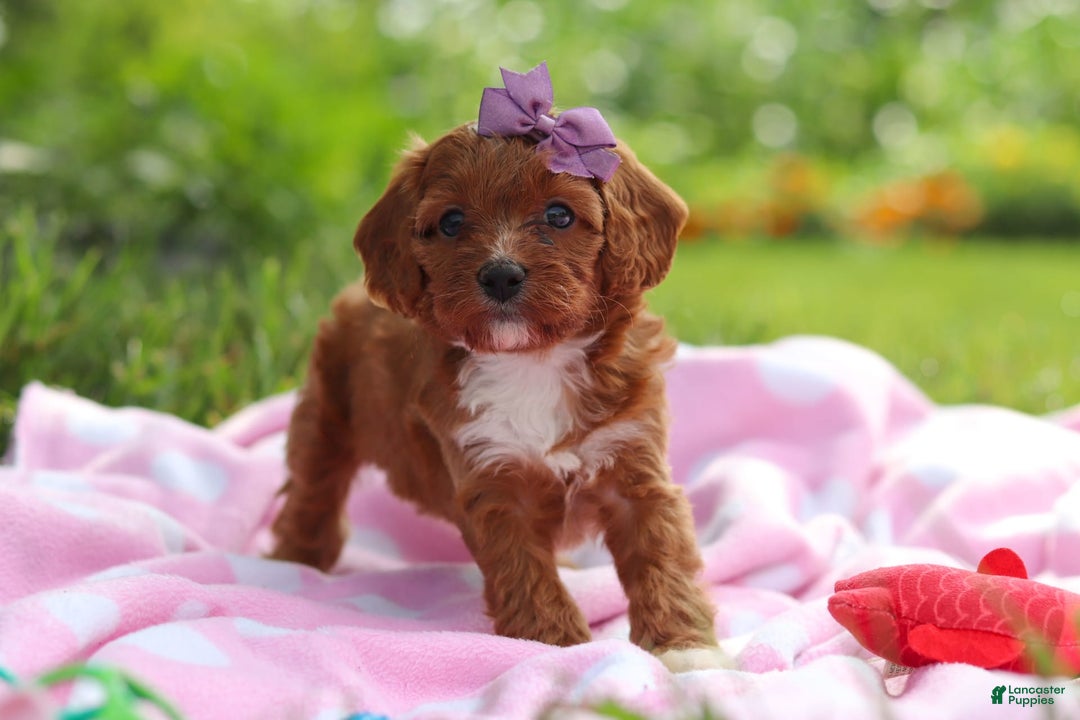 Cavapoo dogs for sale: Polly - Image 2