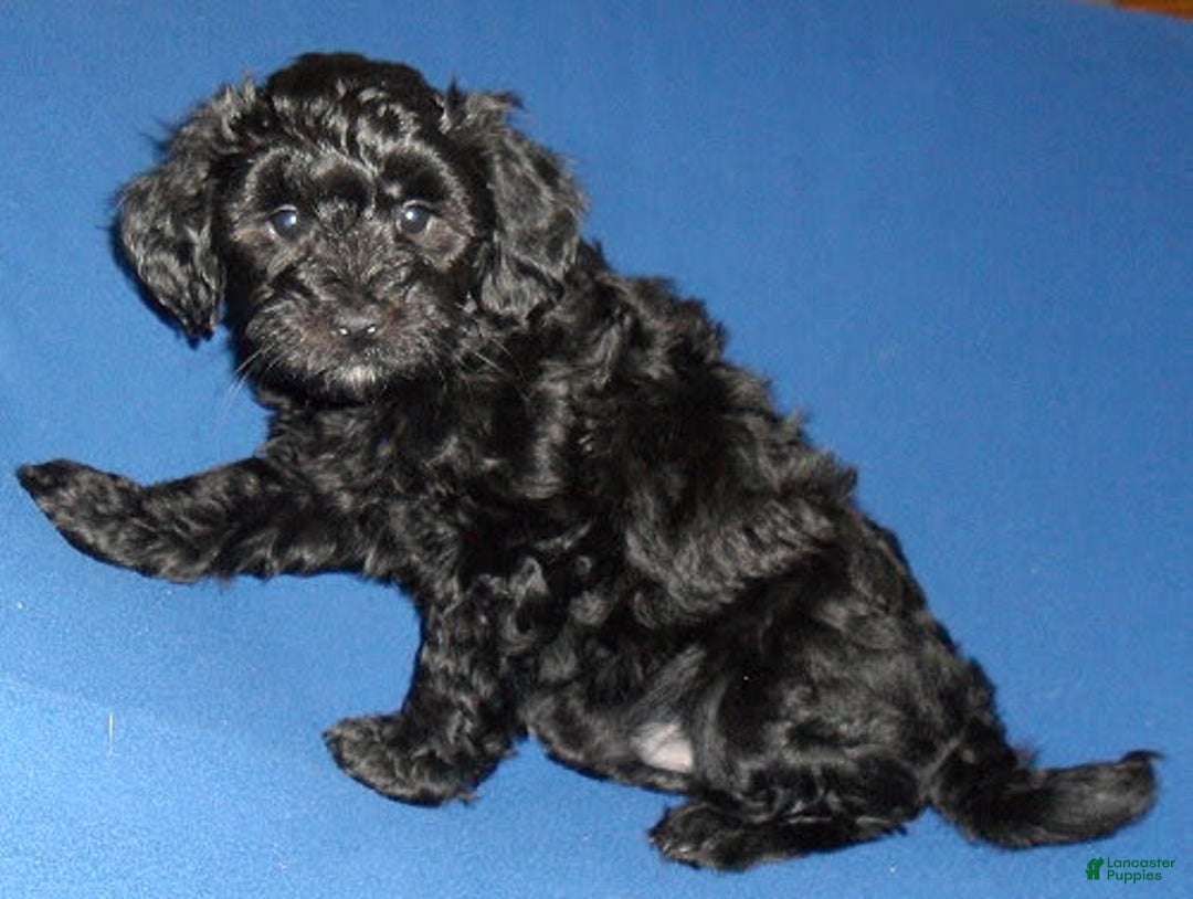 Yorkiepoo dogs for sale: Inky - Image 6