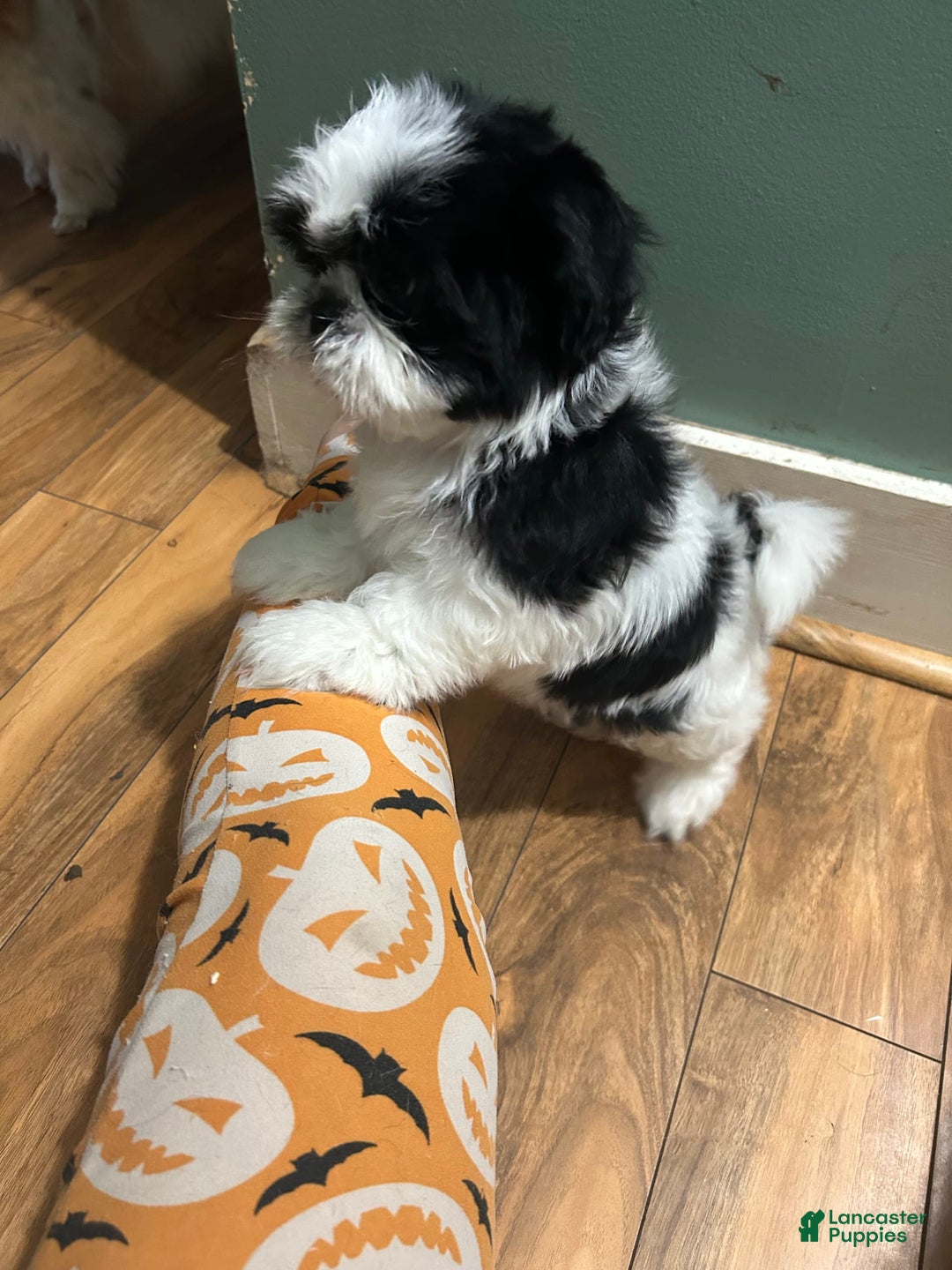 Shih Tzu dogs for sale: Shih Tzu 3 puppies - Image 13