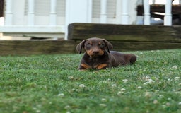 Doberman Pinscher dogs for sale: Dannie - Image 12