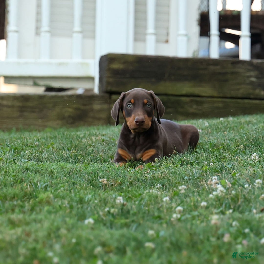 Doberman Pinscher dogs for sale: Dannie - Image 12