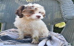Cavapoo dogs for sale: Missie - Image 8
