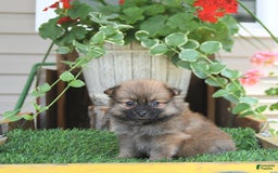 Pomeranian dogs for sale: Farra - Image 3