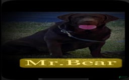 Labrador Retriever dogs for stud: Mr Bear - Image 2