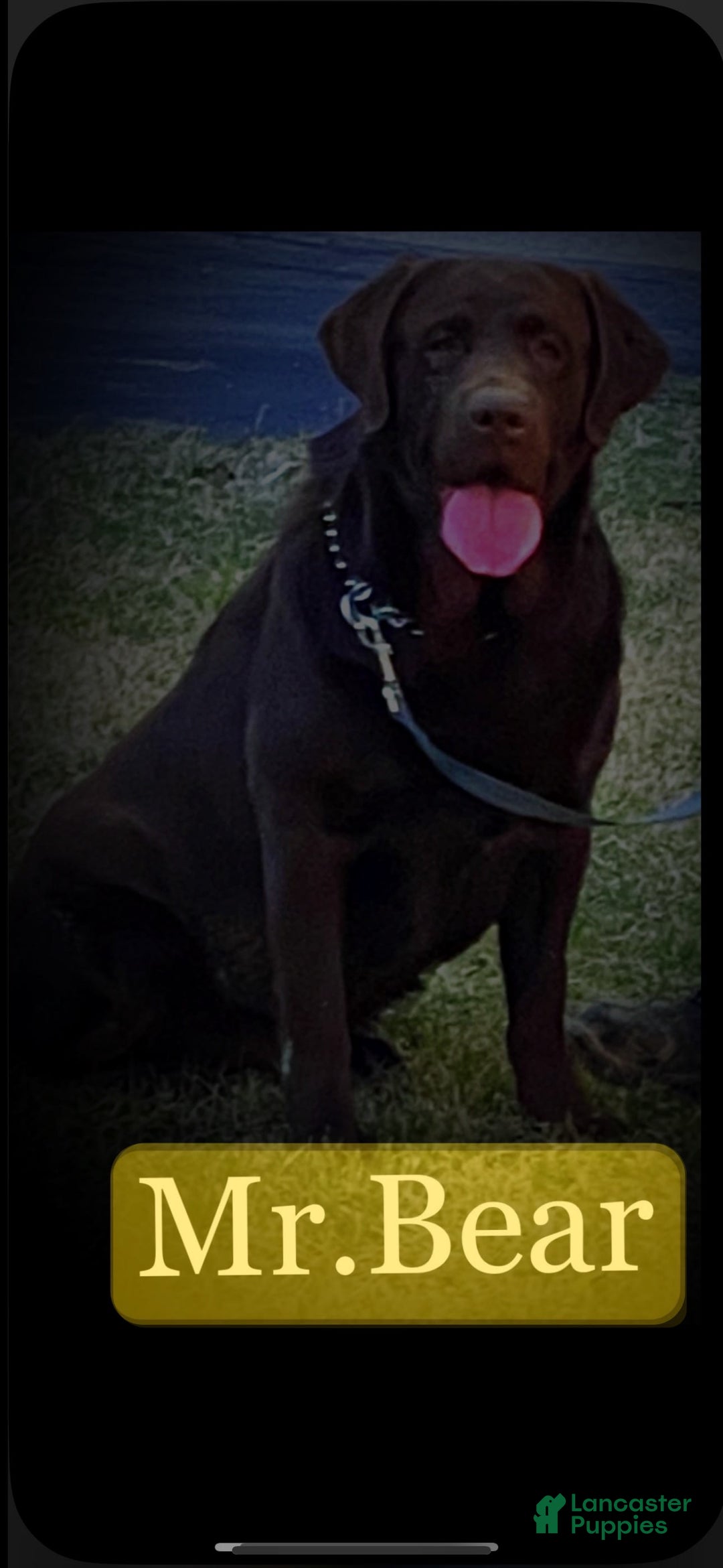 Labrador Retriever dogs for stud: Mr Bear - Image 2