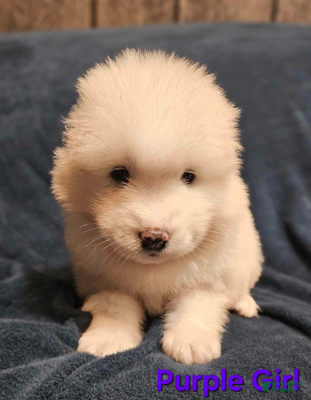 Samoyed dogs for sale: Jane - Image 5