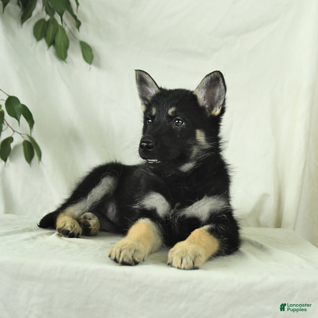 Gerberian Shepsky dogs for sale: Muffin - Image 1