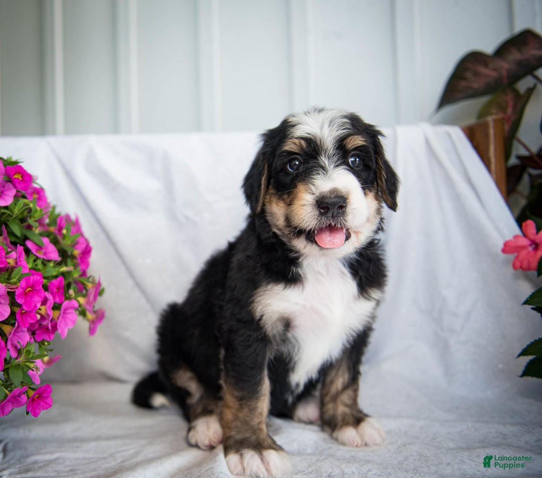 Bernedoodle dogs for sale: Jordan - Image 14