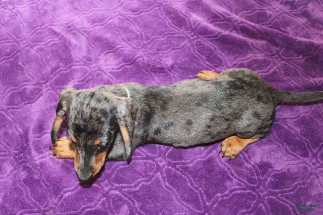 Dachshund dogs for sale: Teddy Mini - Image 6