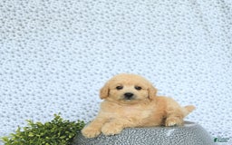 Mini Goldendoodle dogs for sale: Kinley - Image 11
