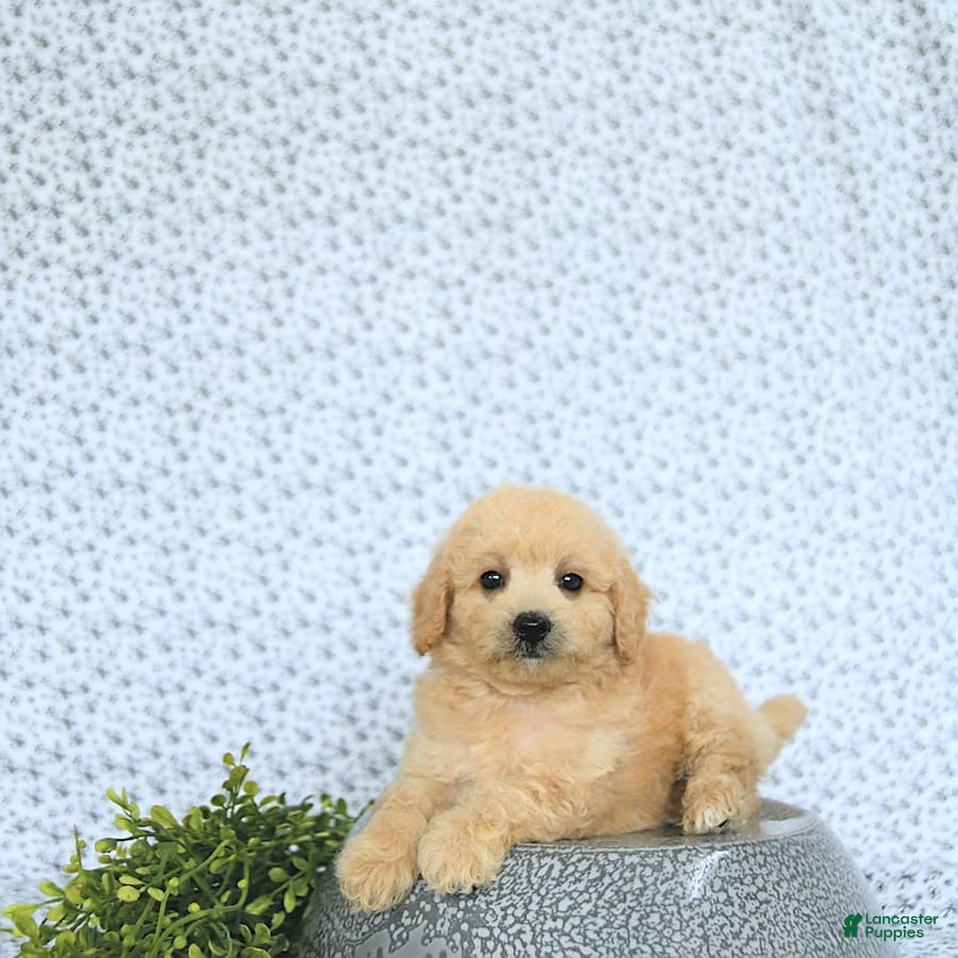 Mini Goldendoodle dogs for sale: Kinley - Image 11
