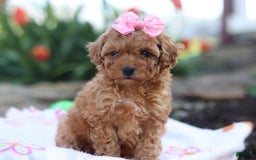 Miniature Poodle dogs for sale: Leah - Image 7