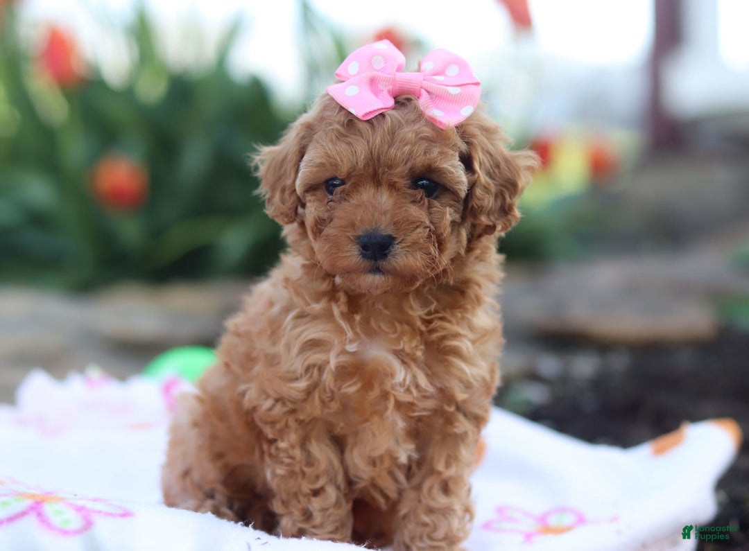 Miniature Poodle dogs for sale: Leah - Image 7
